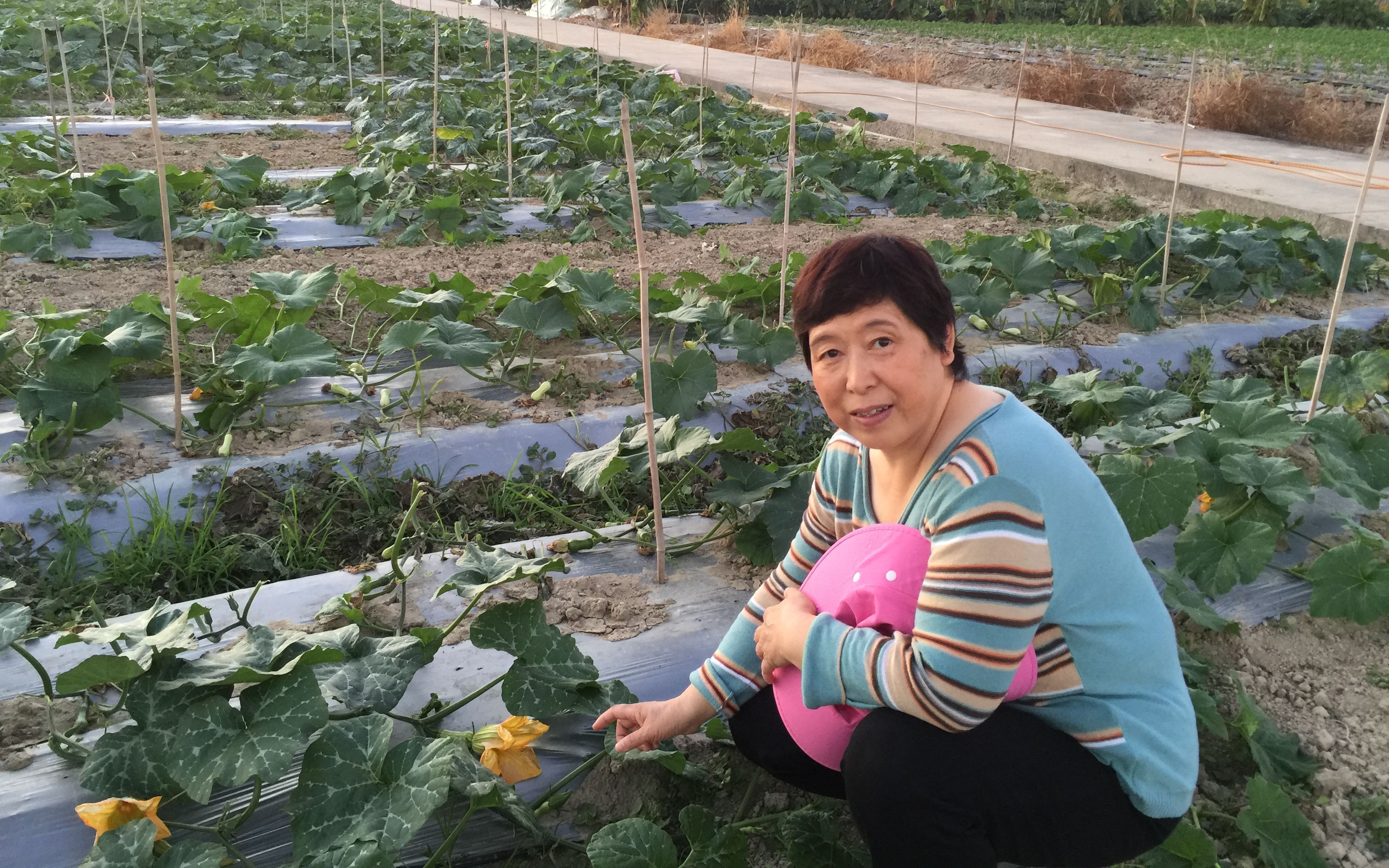 疫情期间海南南繁基地用工物资短缺 专家力保春耕