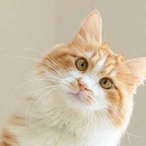 疫情期间故意传播传染病如何判刑?疫情期间刑事案件咋办?