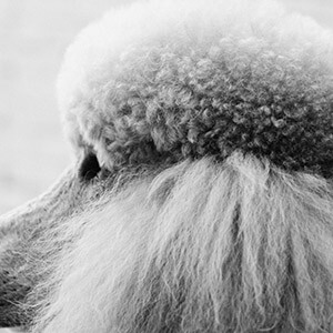 疫情期间故意传播传染病如何判刑?疫情期间刑事案件咋办?