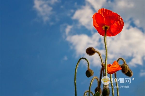 车辆违章怎么查？违章不处理后果严重！处理流程看这里